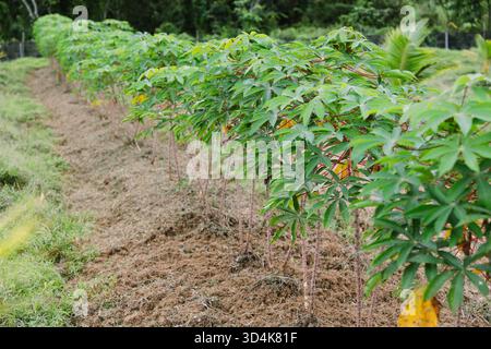 Une rangée de plants de manioc (manioc) sains poussant sur un sol bien préparé dans un champ agricole tropical. Les jeunes plantes présentent des feuilles vert vif Banque D'Images