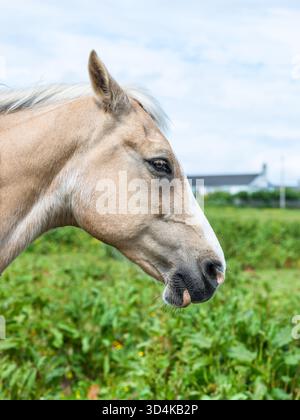 Portrait d'un cheval à Caithness, Highlands, Écosse, Royaume-Uni Banque D'Images
