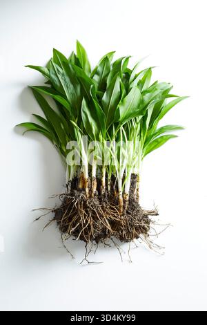 Photographie culinaire de haute qualité de l'ail sauvage fraîchement récolté (Bärlauch) avec des racines, de la terre et des feuilles vertes vibrantes sur fond blanc. Parfait fo Banque D'Images
