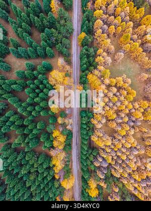 Vue de dessus de la forêt de pins vert et jaune en automne divisé par la route rurale dans la campagne Banque D'Images