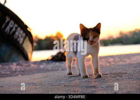 Un chat errant calico se tient au bord de la rivière au coucher du soleil, avec la lumière dorée du soleil qui brille derrière et un vieux bateau flou en arrière-plan. Banque D'Images
