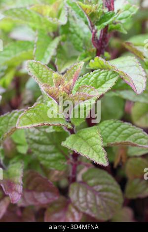Mentha 'Blackcurrant' plante de menthe aromatique, affichant des feuilles vertes caractéristiques rincées au violet en été - juin. Banque D'Images