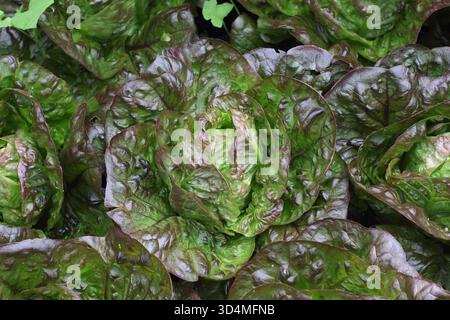Laitue Acherito, une laitue de type Romaine/Little Gem qui a montré une tolérance à la chaleur dans 2022 essais sur plantes. Lactuca sativa. Banque D'Images