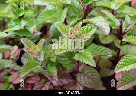 Mentha 'Blackcurrant' plante de menthe aromatique, affichant des feuilles vertes caractéristiques rincées au violet en été - juin. Banque D'Images