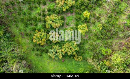 Belle vue aérienne de la verdure luxuriante et des arbres à Popayán, Cauca, Colombie, mettant en valeur la nature à son meilleur. Banque D'Images