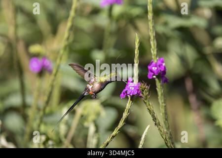 Colibri à queue d'épine à crête grillagée se nourrissant et perchant parmi les fleurs violettes dans la forêt nuageuse andine de l'Équateur. Banque D'Images