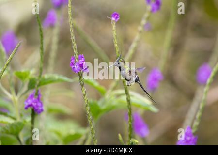 Colibri à queue d'épine à crête grillagée se nourrissant et perchant parmi les fleurs violettes dans la forêt nuageuse andine de l'Équateur. Banque D'Images