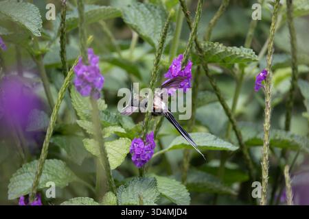 Colibri à queue d'épine à crête grillagée se nourrissant et perchant parmi les fleurs violettes dans la forêt nuageuse andine de l'Équateur. Banque D'Images