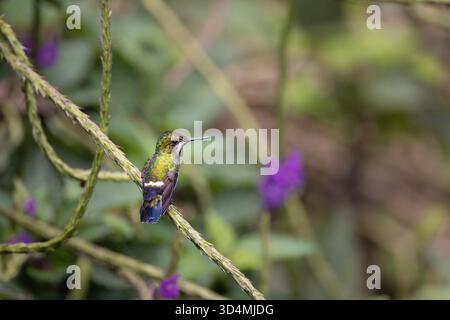 Colibri à queue d'épine à crête grillagée se nourrissant et perchant parmi les fleurs violettes dans la forêt nuageuse andine de l'Équateur. Banque D'Images