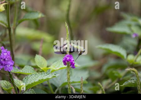 Colibri à queue d'épine à crête grillagée se nourrissant et perchant parmi les fleurs violettes dans la forêt nuageuse andine de l'Équateur. Banque D'Images