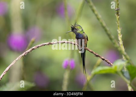 Colibri à queue d'épine à crête grillagée se nourrissant et perchant parmi les fleurs violettes dans la forêt nuageuse andine de l'Équateur. Banque D'Images