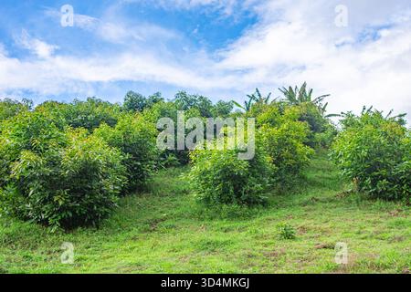 Avocats luxuriants sur une colline sous un ciel bleu à Popayán, Cauca, Colombie, mettant en valeur la nature vibrante. Banque D'Images