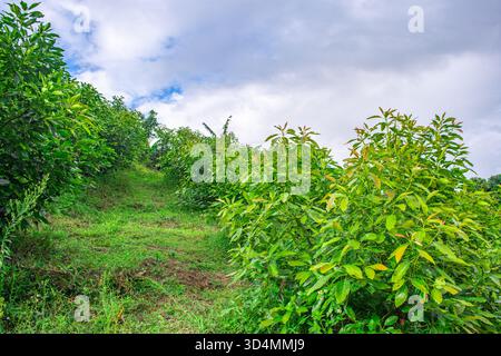 Un sentier pittoresque à travers des avocats luxuriants à Popayán, Cauca, Colombie, mettant en valeur la beauté de la nature et de l'agriculture. Banque D'Images