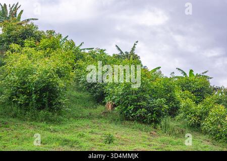 Avocats luxuriants sur une colline à Popayán, Cauca, Colombie, mettant en valeur la belle nature de la région. Banque D'Images