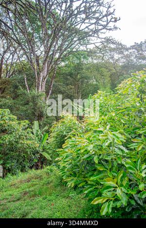 Une vue vibrante sur le feuillage dense et les arbres imposants dans le paysage luxuriant de Popayán, Cauca, Colombie, mettant en valeur la beauté naturelle riche. Banque D'Images