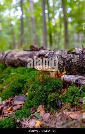 Un beau champignon bolete craquant pousse dans la forêt parmi les feuilles mortes. Champignon Xerocomellus chrysenteron dans une forêt d'automne. Banque D'Images