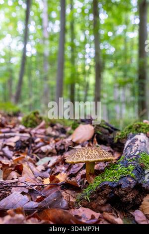 Un beau champignon bolete craquant pousse dans la forêt parmi les feuilles mortes. Champignon Xerocomellus chrysenteron dans une forêt d'automne. Banque D'Images