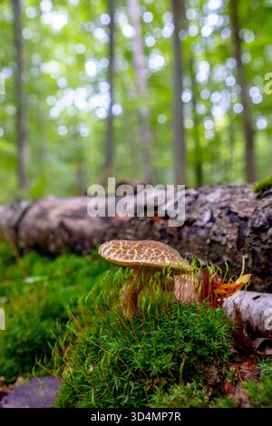 Un beau champignon bolete craquant pousse dans la forêt parmi les feuilles mortes. Champignon Xerocomellus chrysenteron dans une forêt d'automne. Banque D'Images