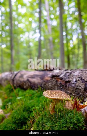 Un beau champignon bolete craquant pousse dans la forêt parmi les feuilles mortes. Champignon Xerocomellus chrysenteron dans une forêt d'automne. Banque D'Images