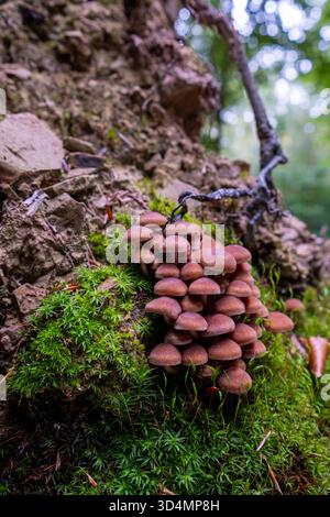 La belle famille de champignons Armillaria pousse dans la forêt parmi les feuilles mortes. Les champignons de miel poussent dans une grande grappe sur une souche à l'automne pour Banque D'Images