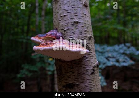 Un beau champignon Chaga (Inonotus obliquus) pousse dans la forêt sur un tronc de bouleau. Un champignon Inonotus muscaria avec des gouttes d'eau ou de rosée dedans Banque D'Images