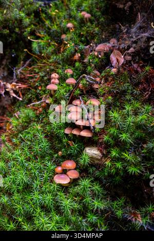 La belle famille de champignons Armillaria pousse dans la forêt parmi les feuilles mortes. Les champignons de miel poussent dans une grande grappe sur une souche à l'automne pour Banque D'Images