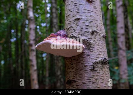 Un beau champignon Chaga (Inonotus obliquus) pousse dans la forêt sur un tronc de bouleau. Un champignon Inonotus muscaria avec des gouttes d'eau ou de rosée dedans Banque D'Images