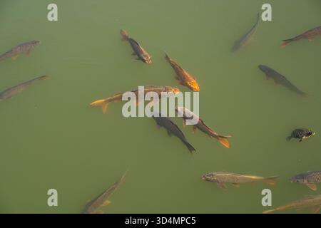 Énorme carpe nager dans un étang avec de l'eau verdâtre. Les gros poissons nagent à la surface du réservoir avec une tortue, se prélassent au soleil à la surface o Banque D'Images