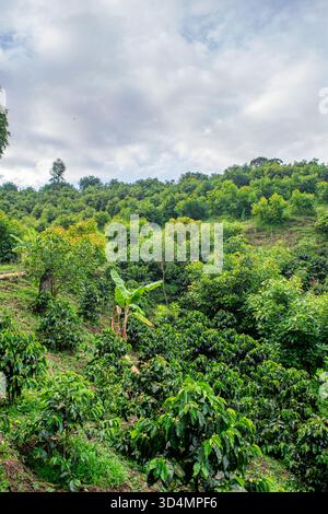 Belle vue panoramique d'une plantation de café vert à Popayán, Cauca, Colombie, mettant en valeur le paysage vibrant de la nature. Banque D'Images