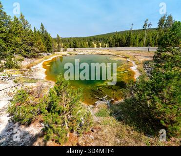 La piscine en cuir vert et jaune, une source chaude dans le Lower Geyser Basin du parc national de Yellowstone. La piscine géothermique est entourée de pins et de dépôts minéraux sous un ciel bleu clair Banque D'Images