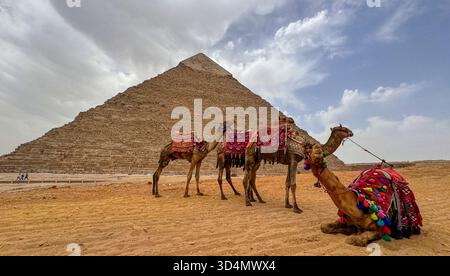 Les chameaux attendent les cavaliers devant la Grande Pyramide de Khoufou, Gizeh, le Caire, Egypte Banque D'Images