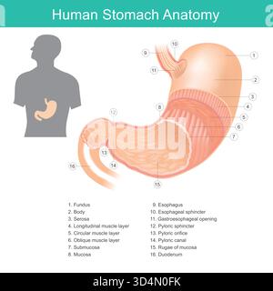 Anatomie de l'estomac humain. Anatomie de l'estomac humain il s'agit d'un schéma détaillé de l'estomac humain, illustrant ses régions anatomiques clés et ses couches. Illustration de Vecteur