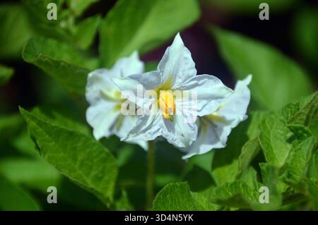 Fleurs blanches de Solanum tuberosum (pomme de terre) cultivées dans le potager de RHS Garden Harlow Carr, Harrogate, Yorkshire, Angleterre, Royaume-Uni. Banque D'Images