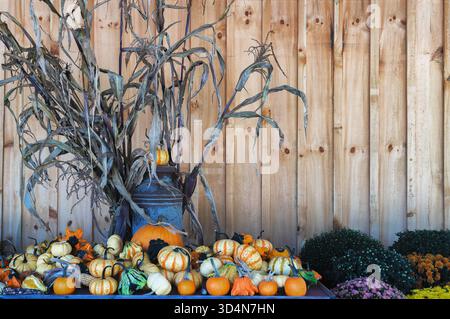 Gros plan d'une exposition de citrouilles, de gourdes et de mamans à vendre dans un magasin de ferme. Banque D'Images
