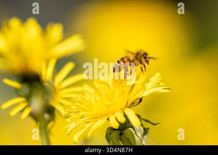 L’abeille à miel occidentale également connue sous le nom d’abeille à miel européenne (Apis mellifera) s’envolant du pissenlit (Taraxacum officinale) Banque D'Images