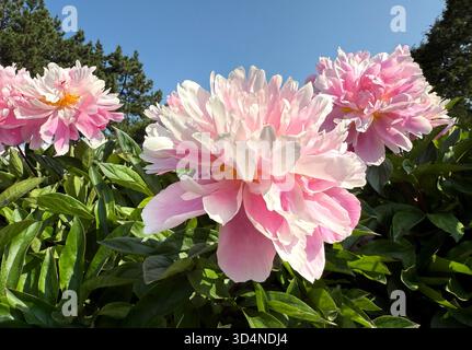 Pivoines fleurs roses blanches dans le jardin de printemps Banque D'Images