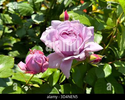 Fleur de rose et bouton de rose délicats pétales roses dans le jardin fleuri Banque D'Images