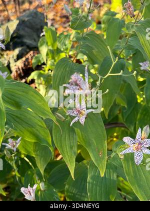 Tricyrtis hirta (Hototogisu-sou), le lis du crapaud ou le lis poilu du crapaud Banque D'Images