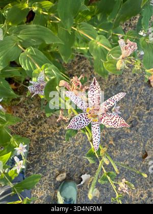 Tricyrtis hirta (Hototogisu-sou), le lis du crapaud ou le lis poilu du crapaud Banque D'Images