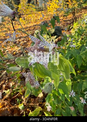 Tricyrtis hirta (Hototogisu-sou), le lis du crapaud ou le lis poilu du crapaud Banque D'Images