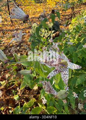 Tricyrtis hirta (Hototogisu-sou), le lis du crapaud ou le lis poilu du crapaud Banque D'Images