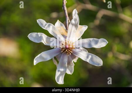 gros plan de fleur de magnolia étoilé Banque D'Images