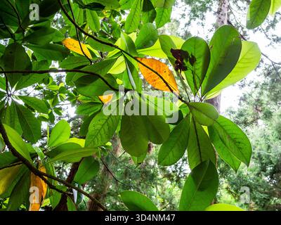 Feuilles de Magnolia Grandiflora arbre dans le jardin botanique de Batumi, Géorgie le jour couvert d'été Banque D'Images