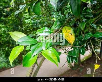 Feuilles de Camellia Japonica arbre dans Batumi Botanical Garden, Géorgie le jour couvert d'été Banque D'Images