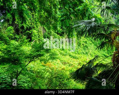 Feuillage tropical luxuriant dans le jardin botanique de Batumi, Géorgie, les jours d'été couverts Banque D'Images