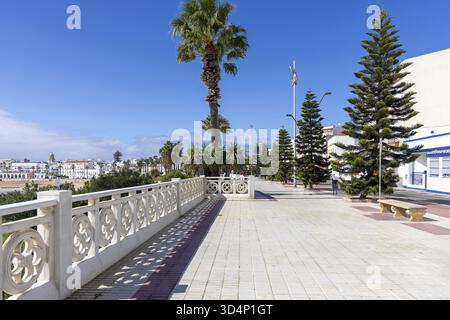 La vue monte jusqu'aux grands vieux palmiers en face du ciel. Belles frondes de palmier vertes le long de la promenade de la plage de la ville de Rota, Cadix, et Banque D'Images