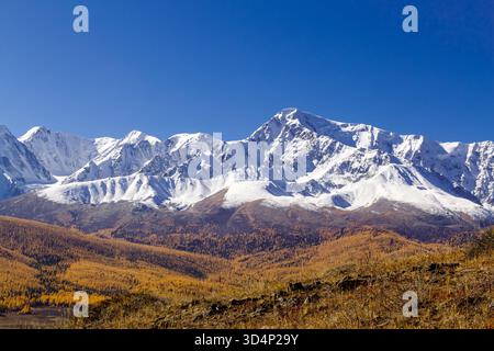 Taïga de mélèze d'automne sur fond de montagnes enneigées au nord de la chaîne chui. République de l'Altaï, Russie. Banque D'Images