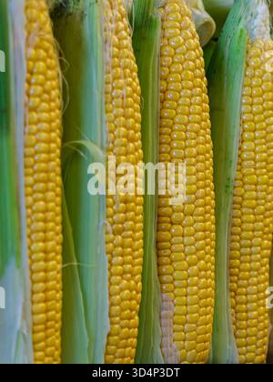 Vue rapprochée des épis de maïs jaunes mûrs avec des grains brillants et des enveloppes vertes affichées en rangées. L'image met en valeur la fraîcheur, la nourriture saine, et agricu Banque D'Images
