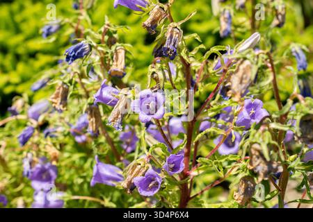 Saint-Gall, Suisse, 13 juin 2025 plante Campanula Speciosa au jardin botanique Banque D'Images