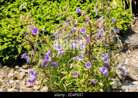 Saint-Gall, Suisse, 13 juin 2025 plante Campanula Speciosa au jardin botanique Banque D'Images